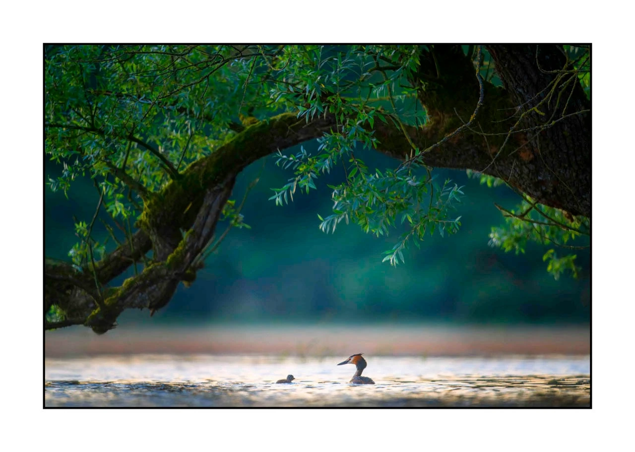 lumieres-et-couleurs/017-ambiances-etangs-de-la-dombes/edition-ouverte/fr/36-ambiance-sur-un-etang-de-la-dombes-2423-32C