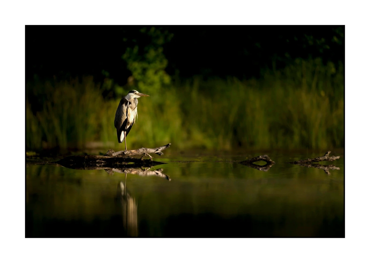 lumieres-et-couleurs/017-ambiances-etangs-de-la-dombes/edition-ouverte/fr/37-ambiance-sur-un-etang-de-la-dombes-2424-32C