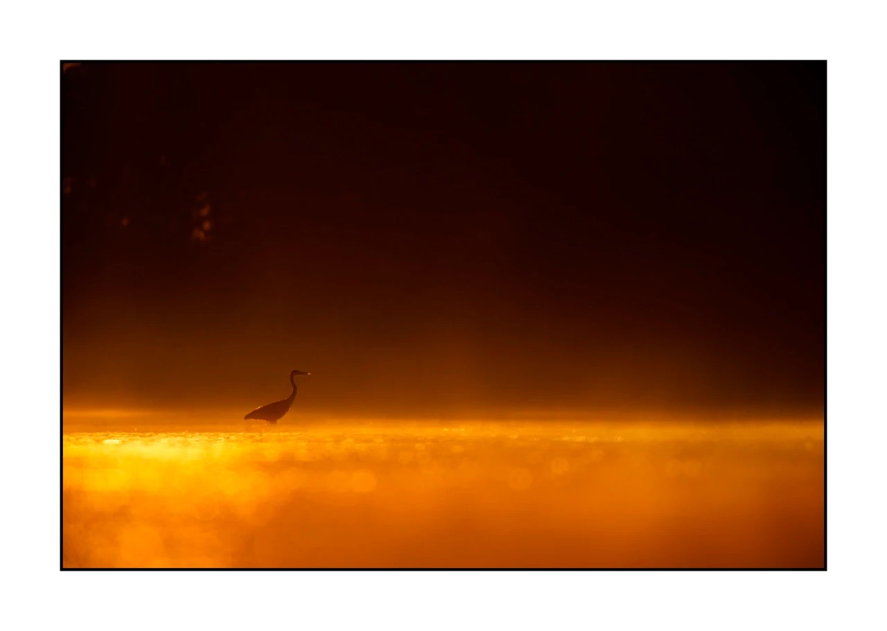 lumieres-et-couleurs/017-ambiances-etangs-de-la-dombes/edition-ouverte/fr/39-ambiance-sur-un-etang-de-la-dombes-2426-32C