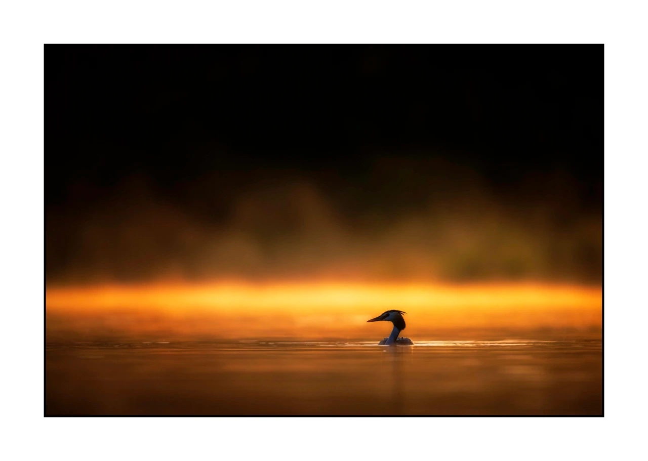 lumieres-et-couleurs/017-ambiances-etangs-de-la-dombes/edition-ouverte/fr/40-ambiance-sur-un-etang-de-la-dombes-2427-32C