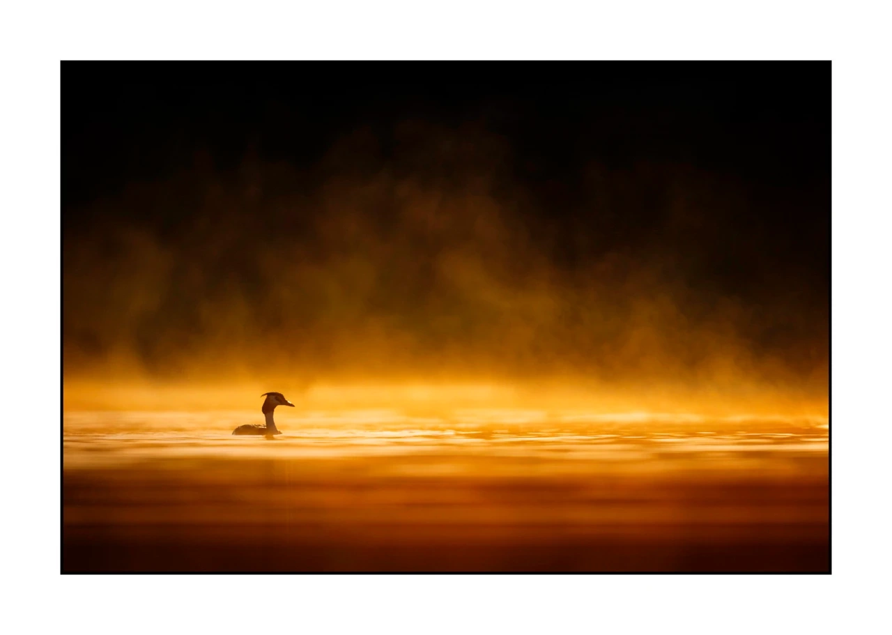 lumieres-et-couleurs/017-ambiances-etangs-de-la-dombes/edition-ouverte/fr/41-ambiance-sur-un-etang-de-la-dombes-2428-32C