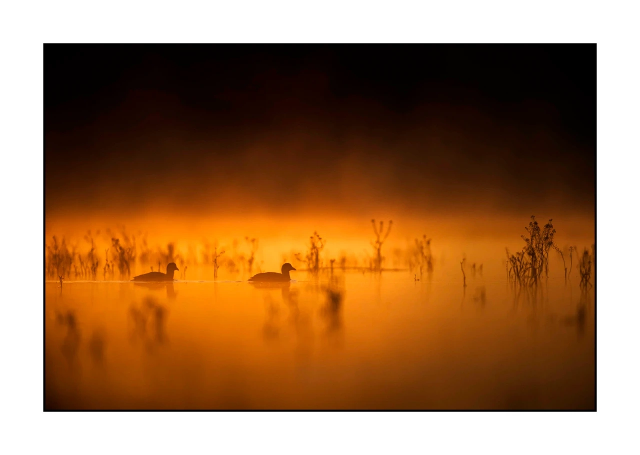 lumieres-et-couleurs/017-ambiances-etangs-de-la-dombes/edition-ouverte/fr/42-ambiance-sur-un-etang-de-la-dombes-2429-32C