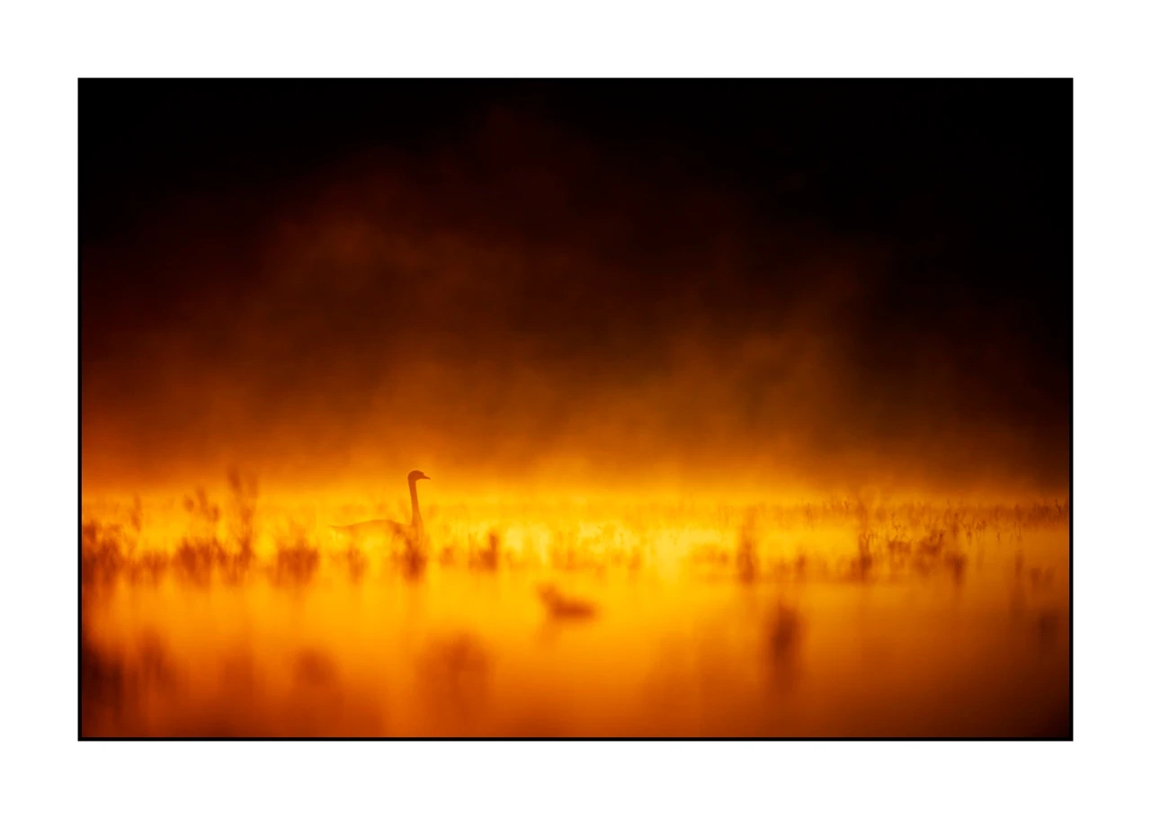 lumieres-et-couleurs/017-ambiances-etangs-de-la-dombes/edition-ouverte/fr/43-ambiance-sur-un-etang-de-la-dombes-2430-32C