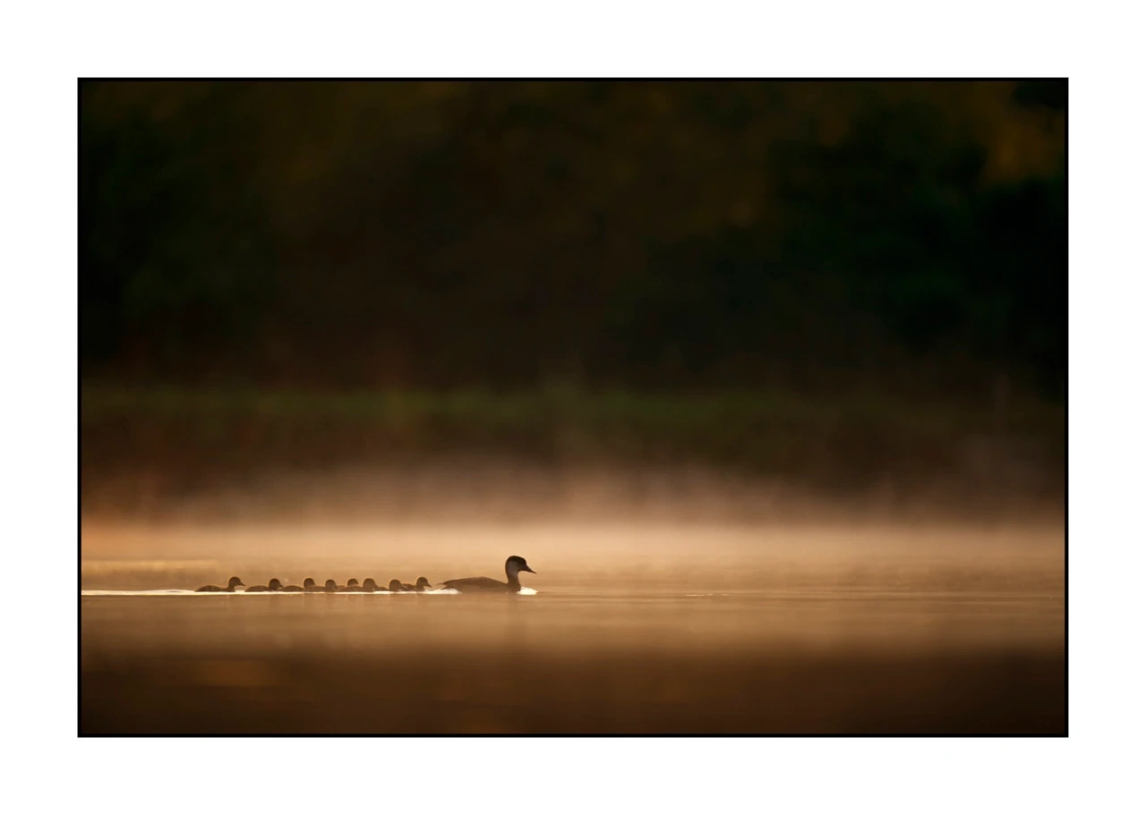 lumieres-et-couleurs/017-ambiances-etangs-de-la-dombes/edition-ouverte/fr/44-ambiance-sur-un-etang-de-la-dombes-2431-32C