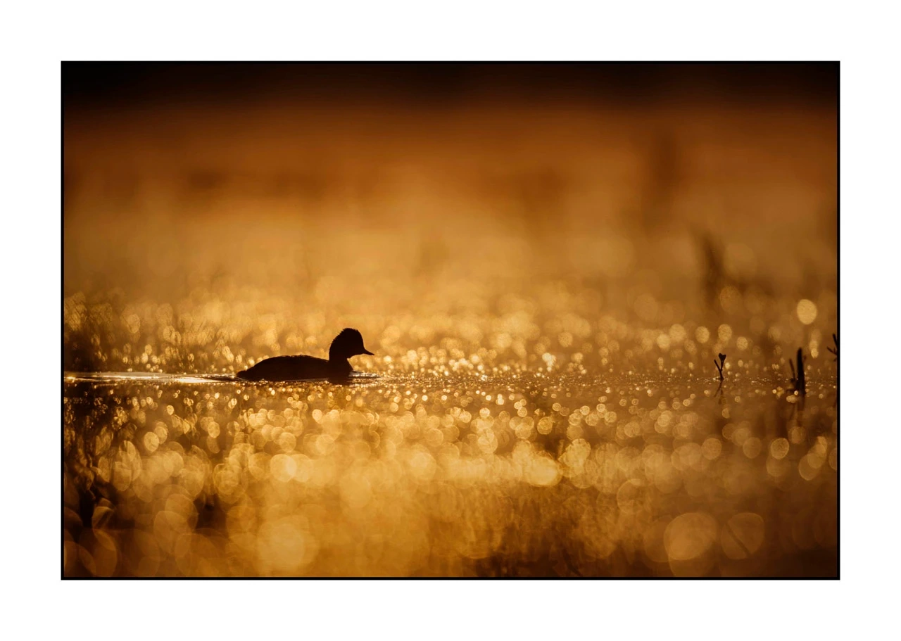 lumieres-et-couleurs/017-ambiances-etangs-de-la-dombes/edition-ouverte/fr/45-ambiance-sur-un-etang-de-la-dombes-2432-32C