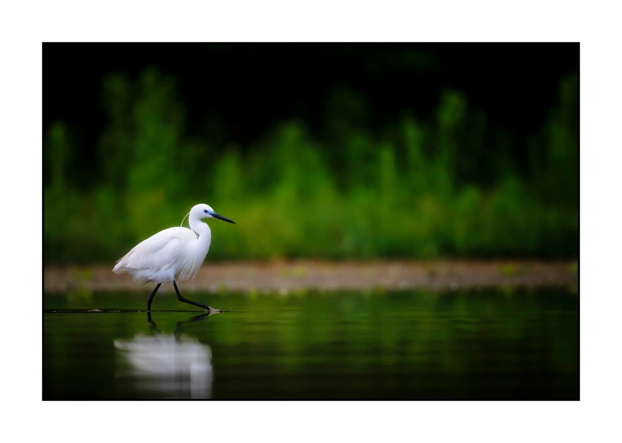 lumieres-et-couleurs/017-ambiances-etangs-de-la-dombes/edition-ouverte/fr/46-ambiance-sur-un-etang-de-la-dombes-2433-32C