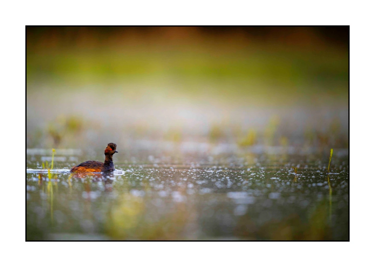 lumieres-et-couleurs/017-ambiances-etangs-de-la-dombes/edition-ouverte/fr/49-ambiance-sur-un-etang-de-la-dombes-2436-32C