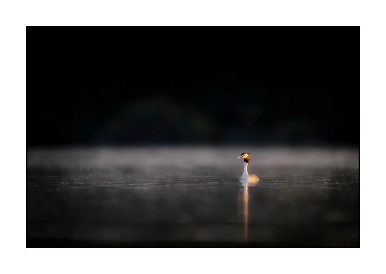 lumieres-et-couleurs/017-ambiances-etangs-de-la-dombes/edition-ouverte/fr/50-ambiance-sur-un-etang-de-la-dombes-2437-32C