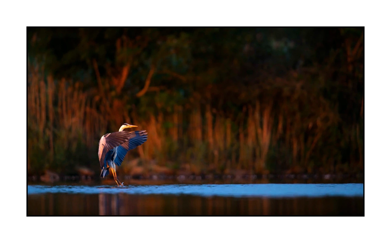 lumieres-et-couleurs/017-ambiances-etangs-de-la-dombes/edition-ouverte/fr/51-ambiance-sur-un-etang-de-la-dombes-2438-169C