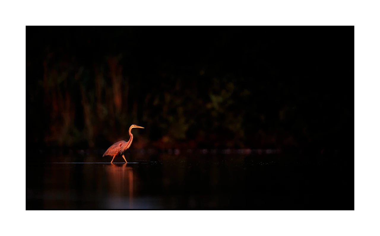 lumieres-et-couleurs/017-ambiances-etangs-de-la-dombes/edition-ouverte/fr/52-ambiance-sur-un-etang-de-la-dombes-2439-169C