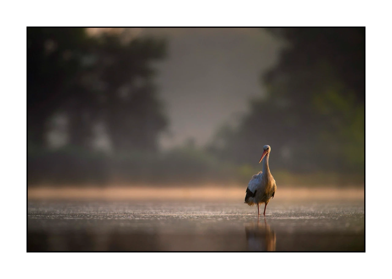 lumieres-et-couleurs/017-ambiances-etangs-de-la-dombes/edition-ouverte/fr/53-ambiance-sur-un-etang-de-la-dombes-2440-32C