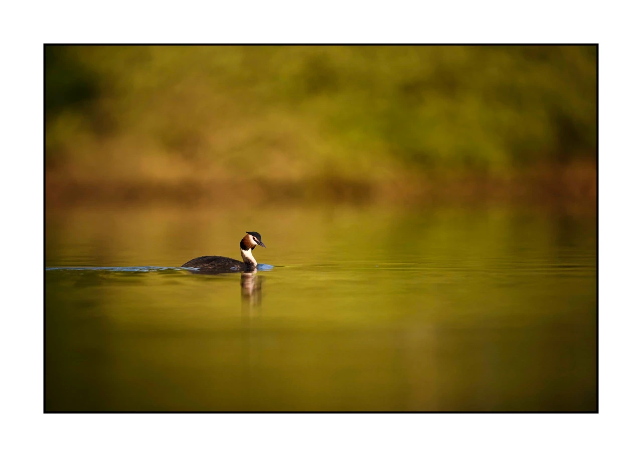 lumieres-et-couleurs/017-ambiances-etangs-de-la-dombes/edition-ouverte/fr/54-ambiance-sur-un-etang-de-la-dombes-2441-32C