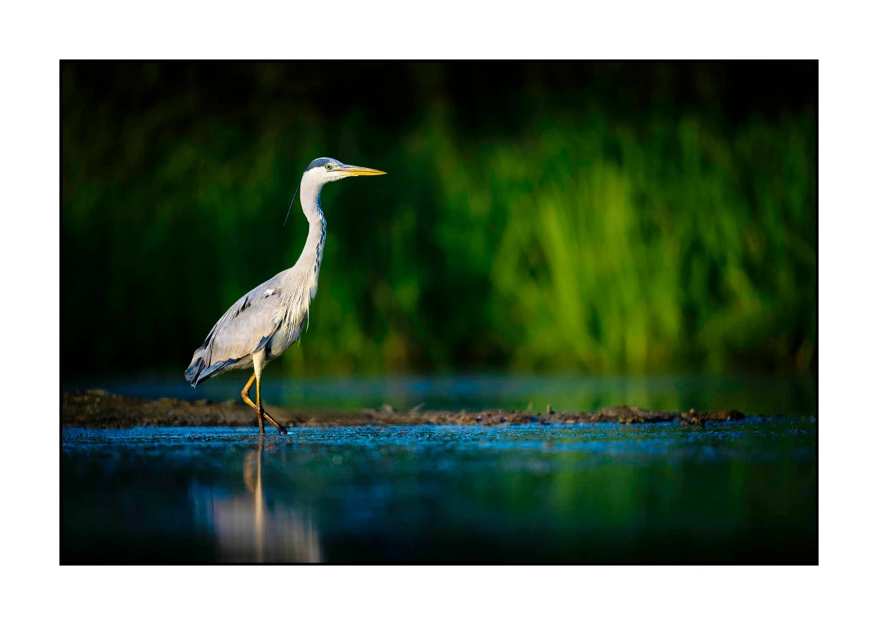 lumieres-et-couleurs/017-ambiances-etangs-de-la-dombes/edition-ouverte/fr/56-ambiance-sur-un-etang-de-la-dombes-2481-32C