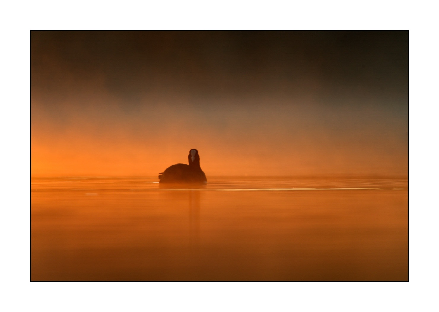 lumieres-et-couleurs/017-ambiances-etangs-de-la-dombes/en/01-atmosphere-on-a-pond-of-la-dombes-120527FRADOM0001