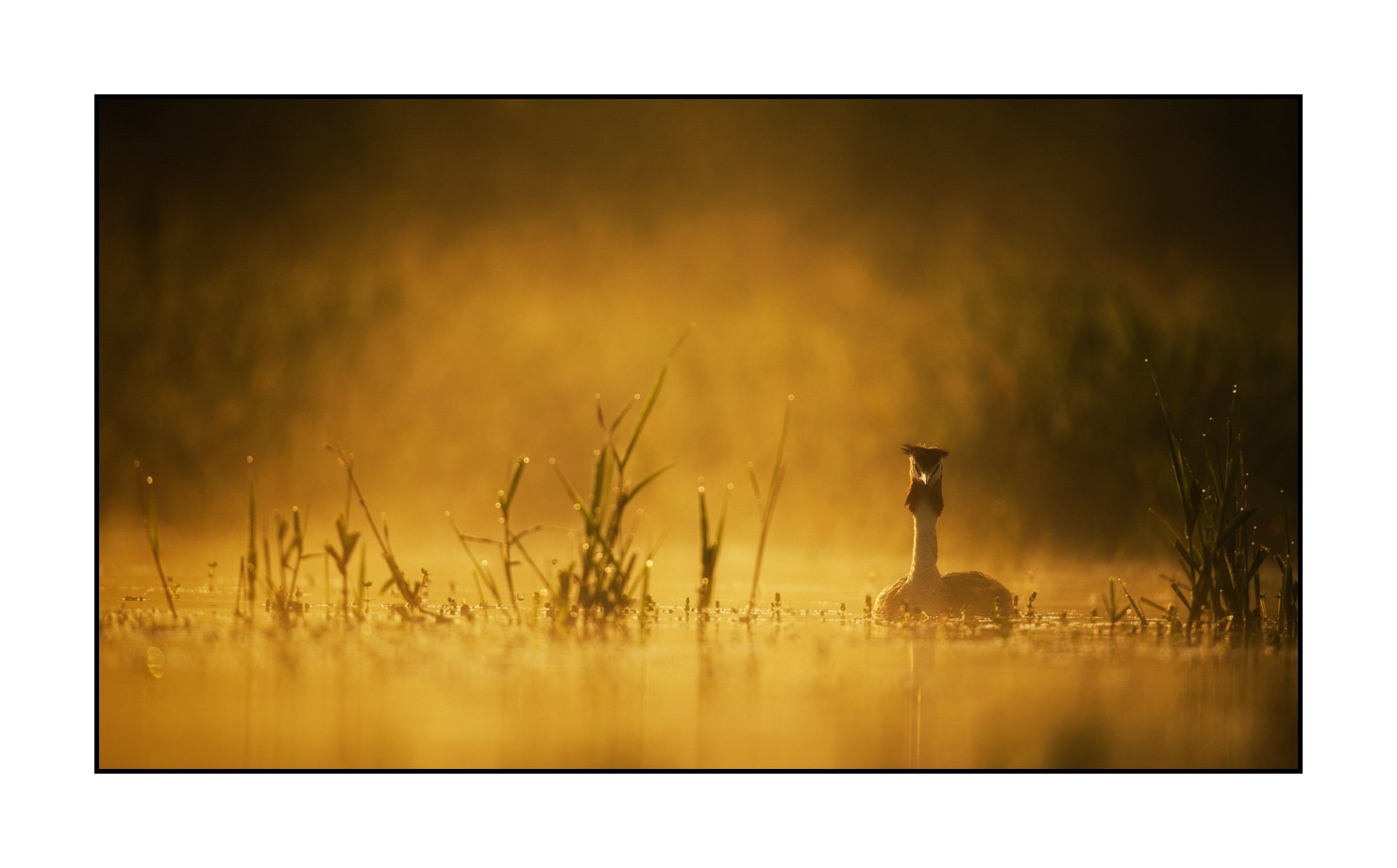lumieres-et-couleurs/017-ambiances-etangs-de-la-dombes/en/02-atmosphere-on-a-pond-of-la-dombes-190601DOMWLD0715C