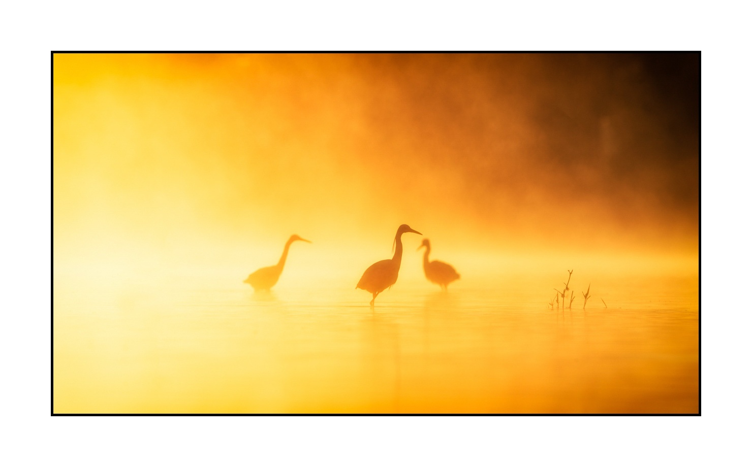lumieres-et-couleurs/017-ambiances-etangs-de-la-dombes/en/06-atmosphere-on-a-pond-of-la-dombes-190601DOMWLD0065C