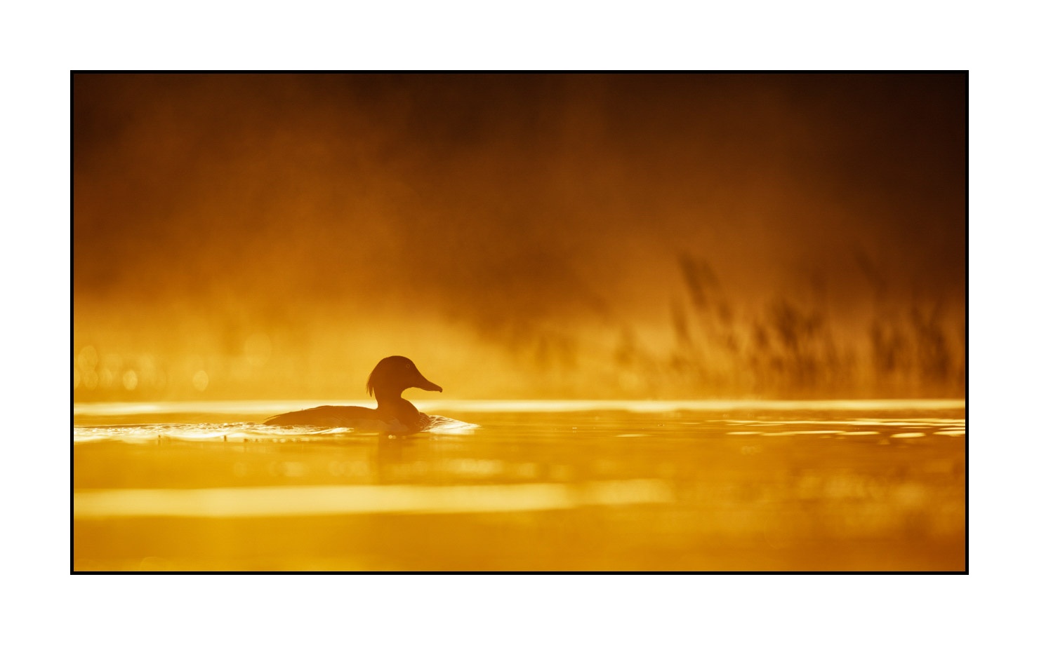 lumieres-et-couleurs/017-ambiances-etangs-de-la-dombes/en/07-atmosphere-on-a-pond-of-la-dombes-190601DOMWLD0427C