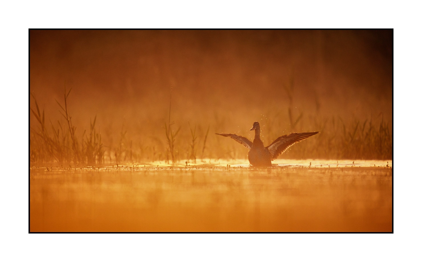 lumieres-et-couleurs/017-ambiances-etangs-de-la-dombes/en/08-atmosphere-on-a-pond-of-la-dombes-190601DOMWLD0285C
