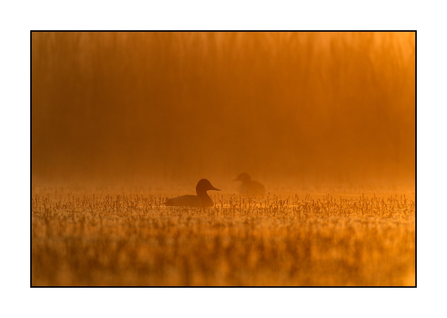 lumieres-et-couleurs/017-ambiances-etangs-de-la-dombes/en/10-atmosphere-on-a-pond-of-la-dombes-120527FRADOM0003