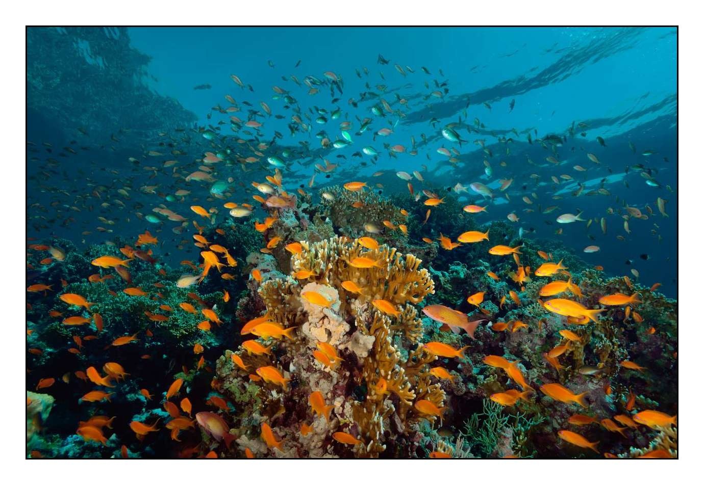 lumieres-et-couleurs/019-merveilles-naturelles-sous-marines-mer-rouge/fr/01-140913EGYSAF0069C