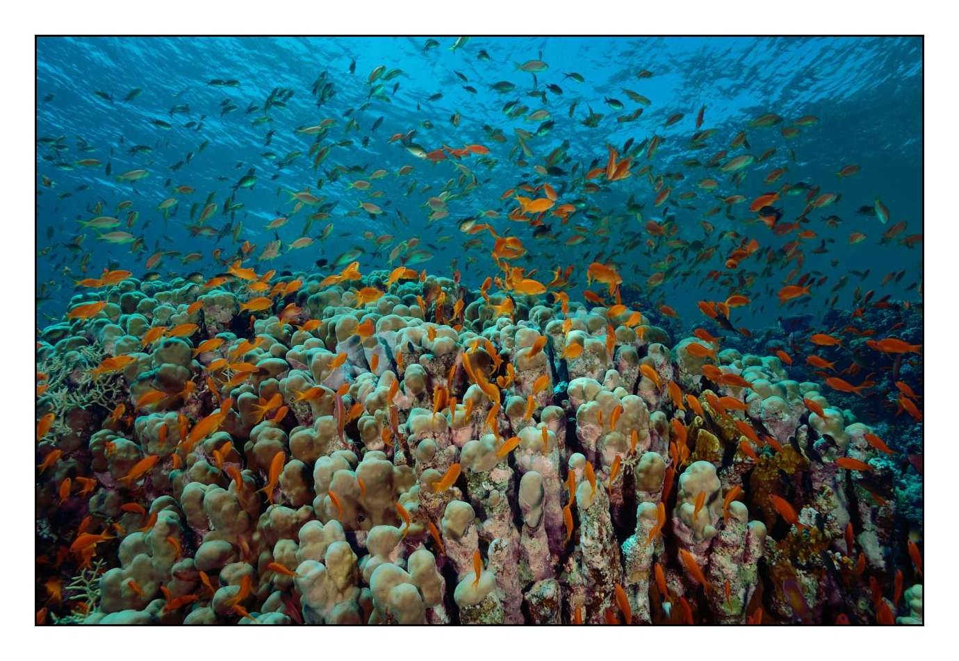 lumieres-et-couleurs/019-merveilles-naturelles-sous-marines-mer-rouge/fr/02-140913EGYSAF0043C