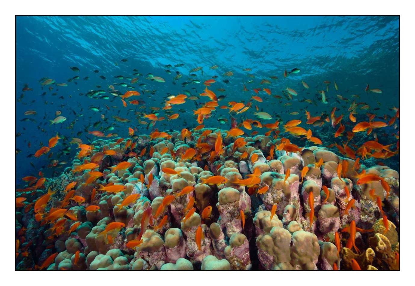 lumieres-et-couleurs/019-merveilles-naturelles-sous-marines-mer-rouge/fr/03-140913EGYSAF0046C