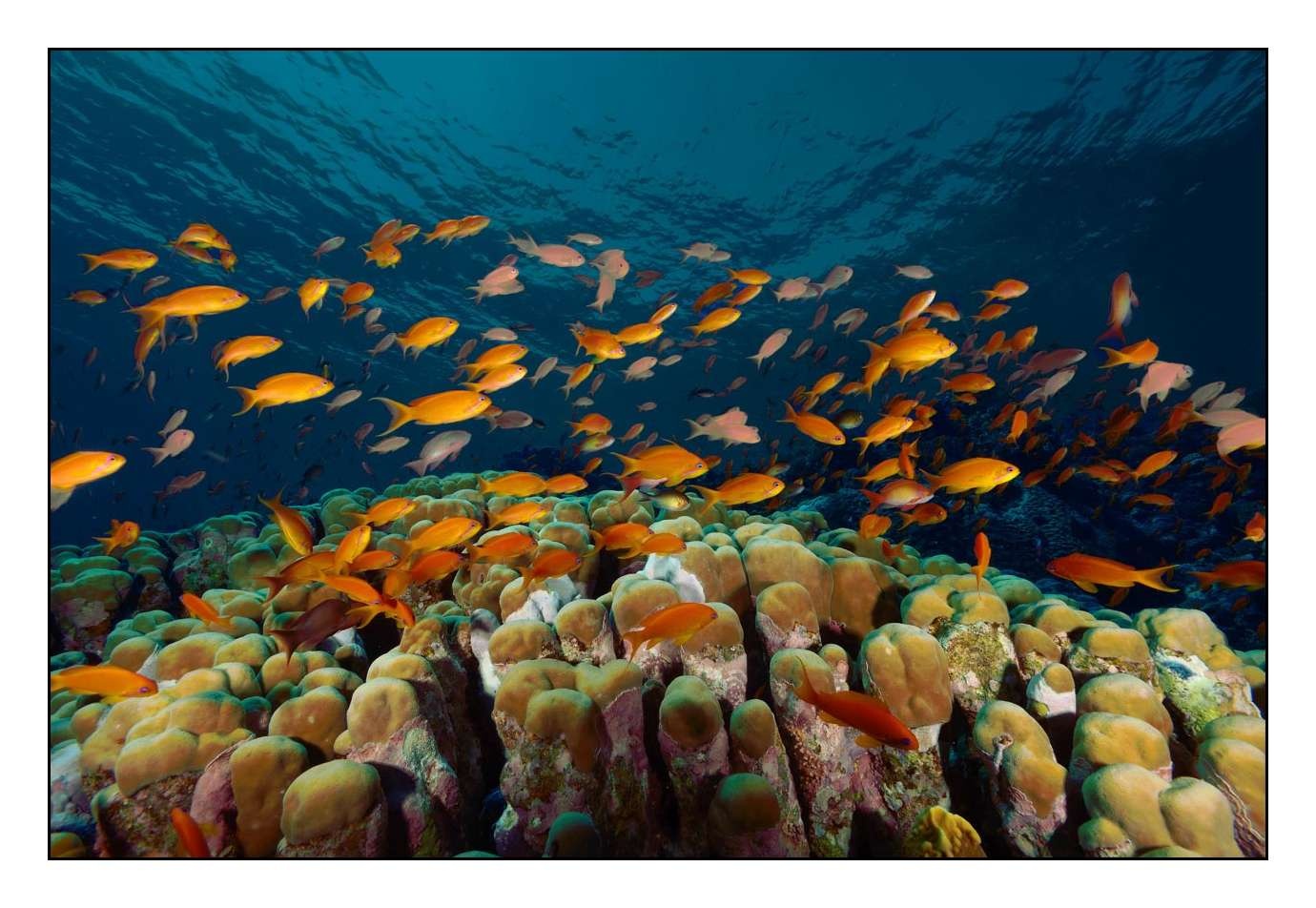 lumieres-et-couleurs/019-merveilles-naturelles-sous-marines-mer-rouge/fr/04-140913EGYSAF0062C