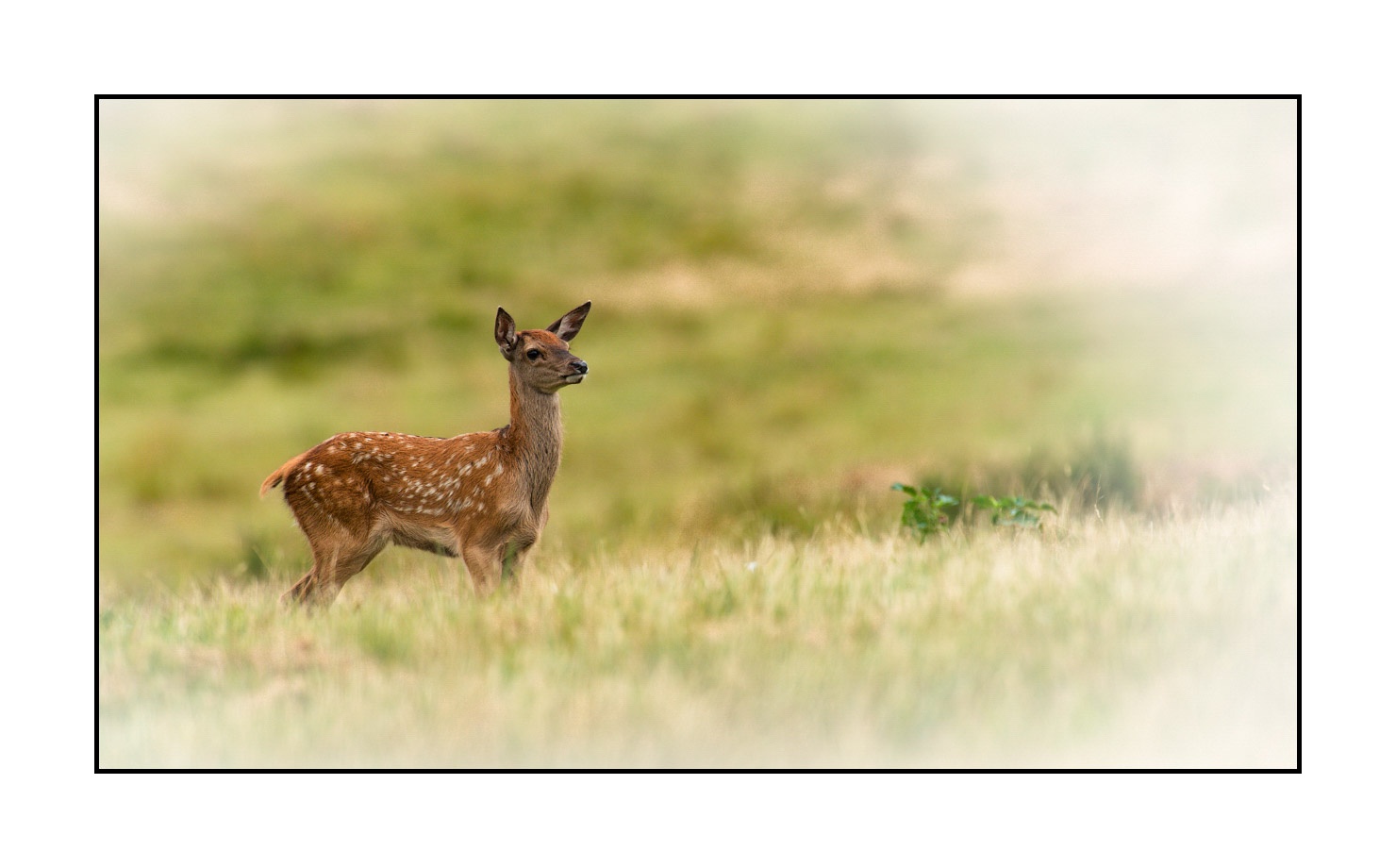 lumieres-et-couleurs/029-regards-de-faons/en/02-looks-of-fawns-in-color-02-140701CMAMAM0075C