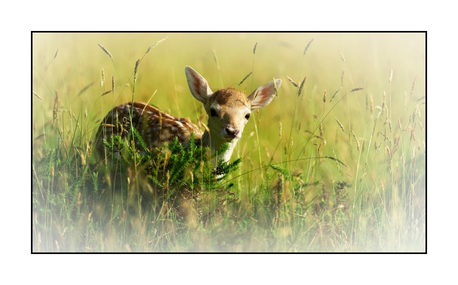 lumieres-et-couleurs/029-regards-de-faons/en/04-looks-of-fawns-in-color-04-150605CHMANI0300C