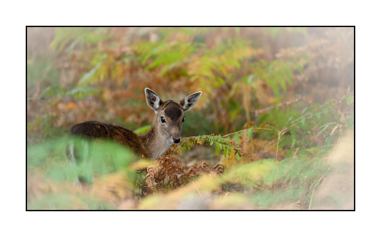 lumieres-et-couleurs/029-regards-de-faons/en/05-looks-of-fawns-in-color-05-160923CHMBRA1011C
