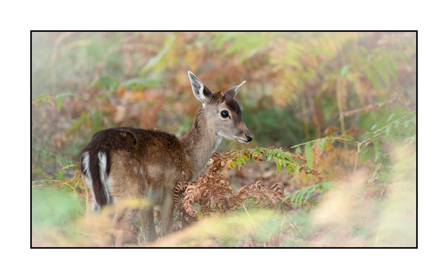 lumieres-et-couleurs/029-regards-de-faons/en/06-looks-of-fawns-in-color-06-160923CHMBRA1014C