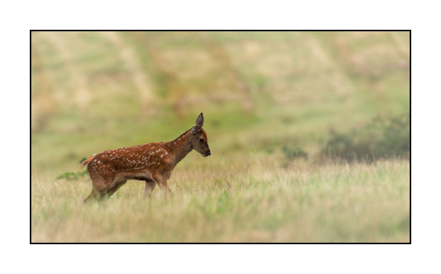 lumieres-et-couleurs/029-regards-de-faons/en/09-looks-of-fawns-in-color-09-140701CMAMAM0072C