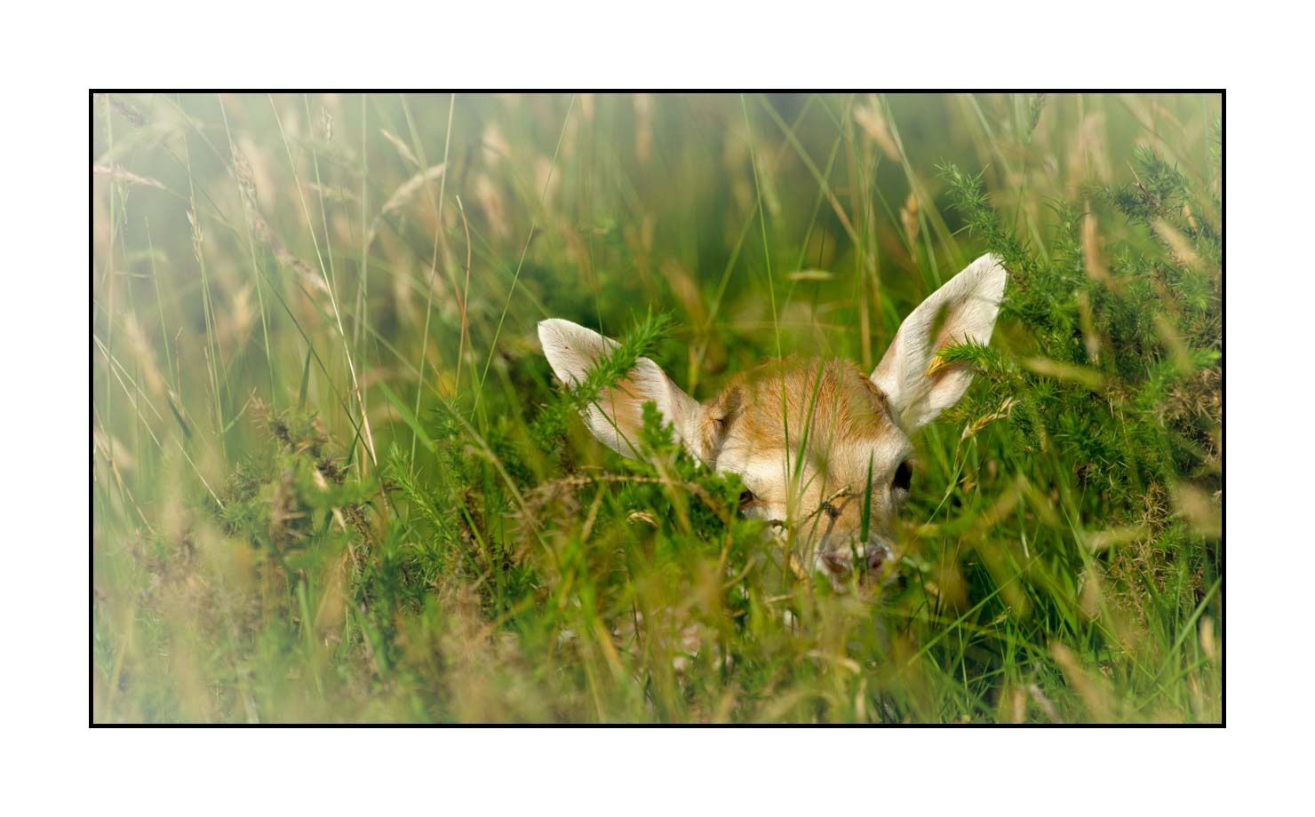 lumieres-et-couleurs/029-regards-de-faons/en/10-looks-of-fawns-in-color-10-150605CHMANI0307C