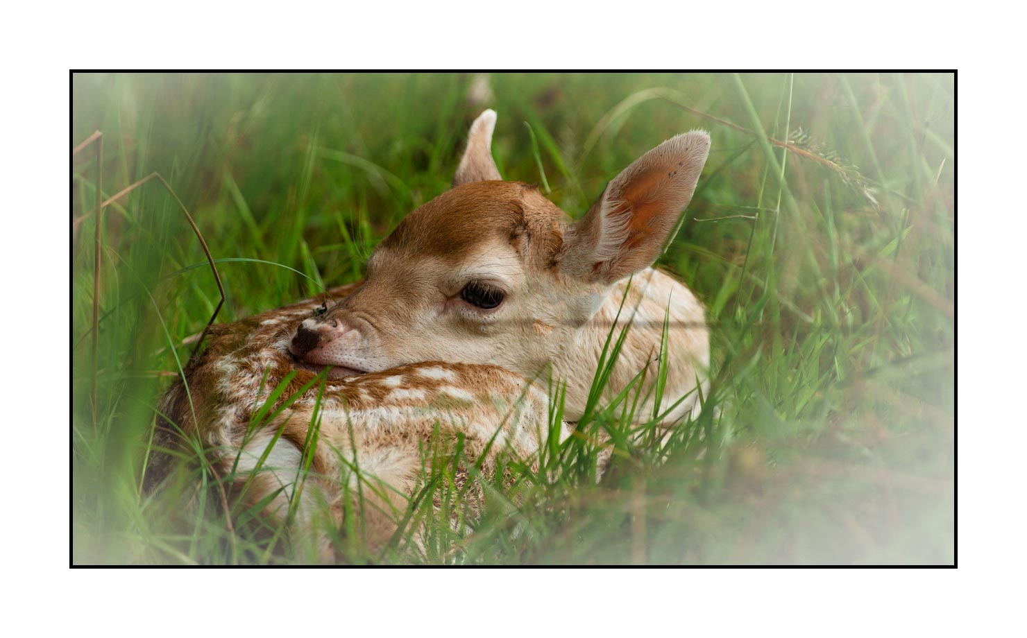 lumieres-et-couleurs/029-regards-de-faons/en/11-looks-of-fawns-in-color-11-150605CHMANI0313C
