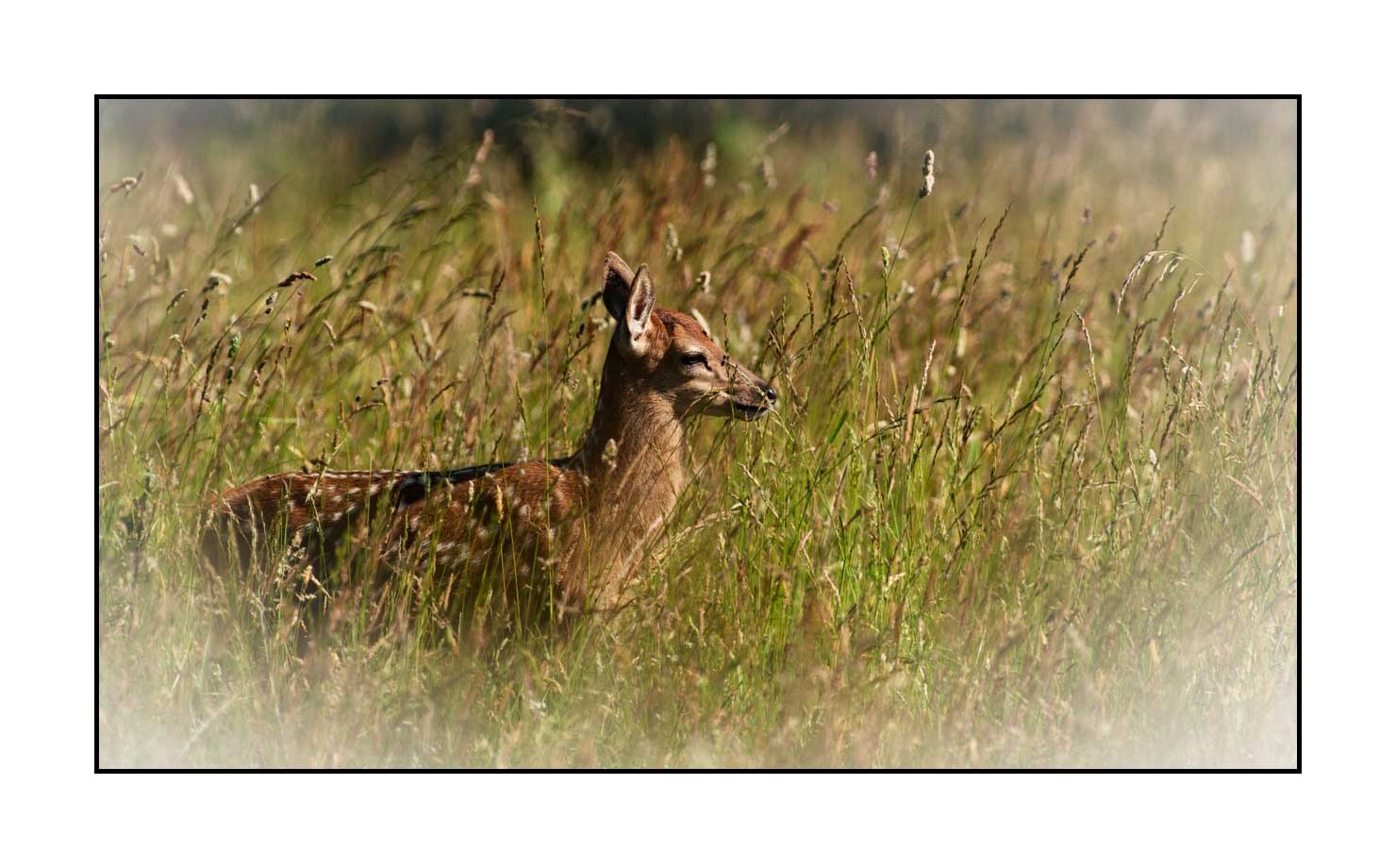 lumieres-et-couleurs/029-regards-de-faons/en/12-looks-of-fawns-in-color-12-150605CHMANI0030C