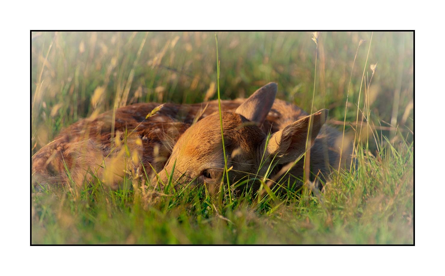lumieres-et-couleurs/029-regards-de-faons/en/13-looks-of-fawns-in-color-13-150605CHMANI0326C
