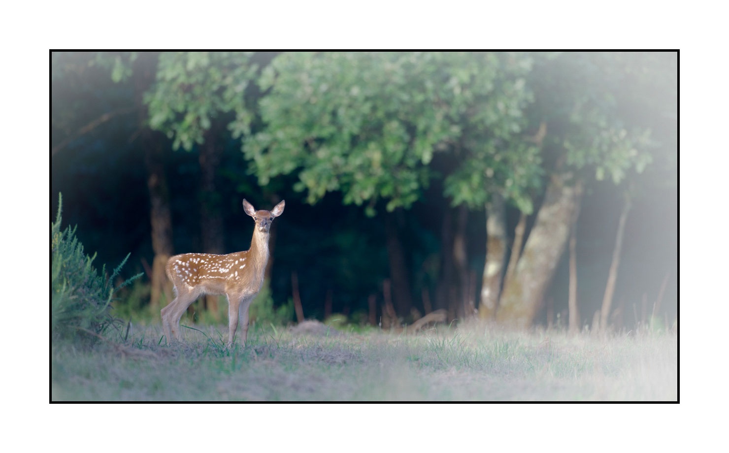 lumieres-et-couleurs/029-regards-de-faons/en/14-looks-of-fawns-in-color-14-170703CHMANI0035C