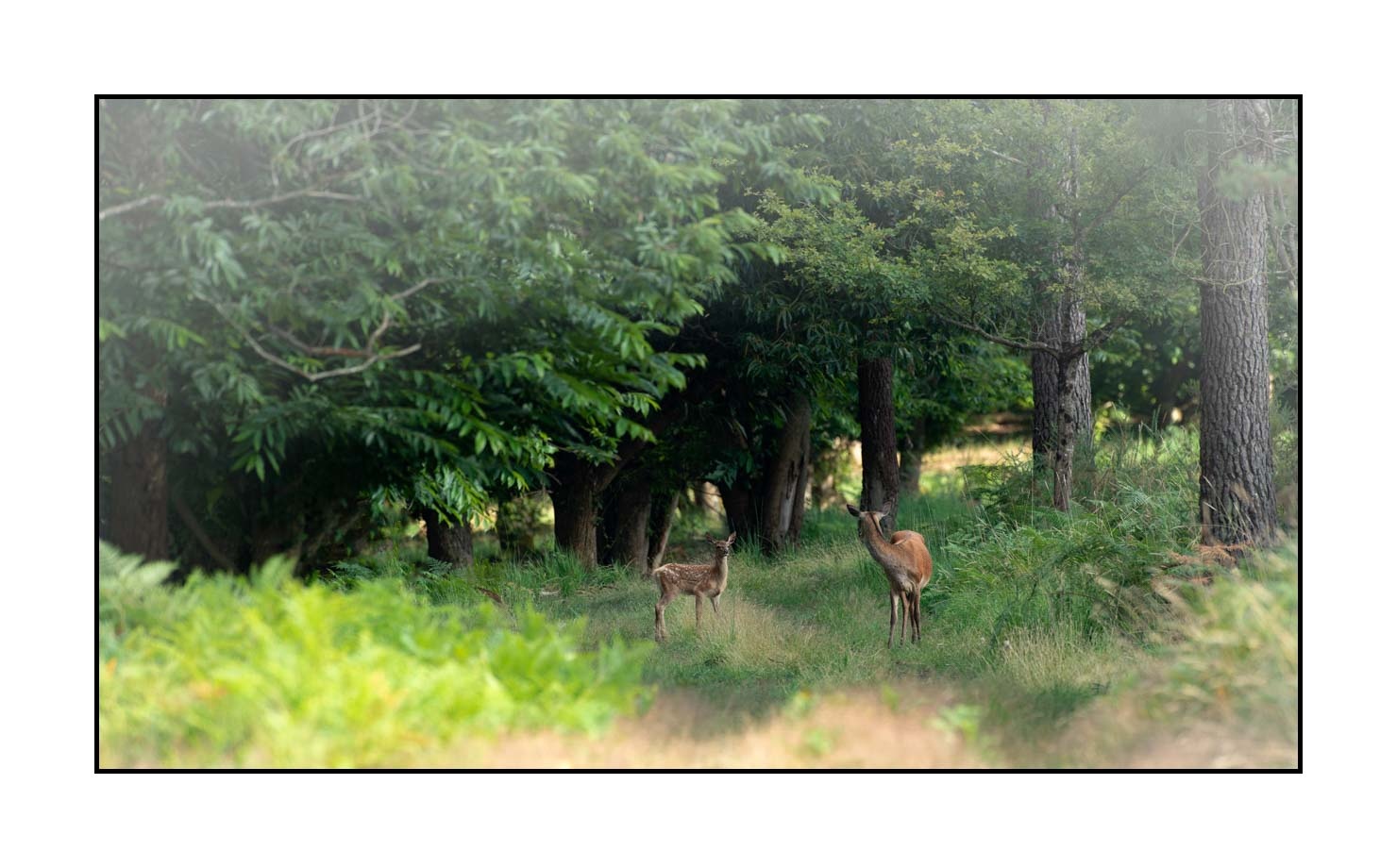 lumieres-et-couleurs/029-regards-de-faons/en/15-looks-of-fawns-in-color-15-180703CHMANI0014C