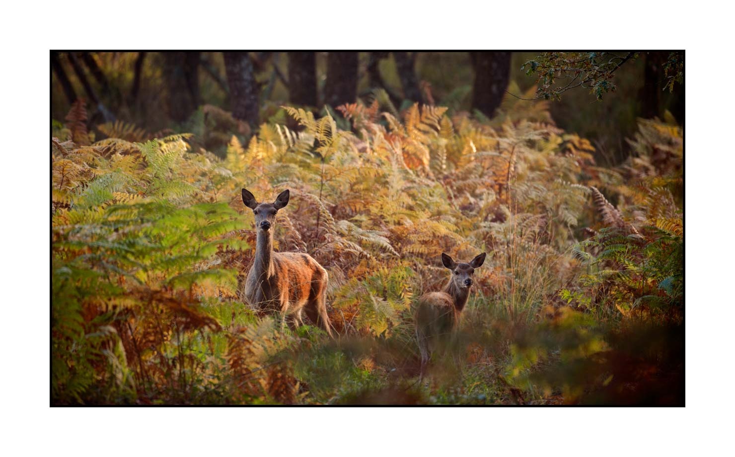 lumieres-et-couleurs/029-regards-de-faons/en/16-looks-of-fawns-in-color-16-160923CHMBRA0423C