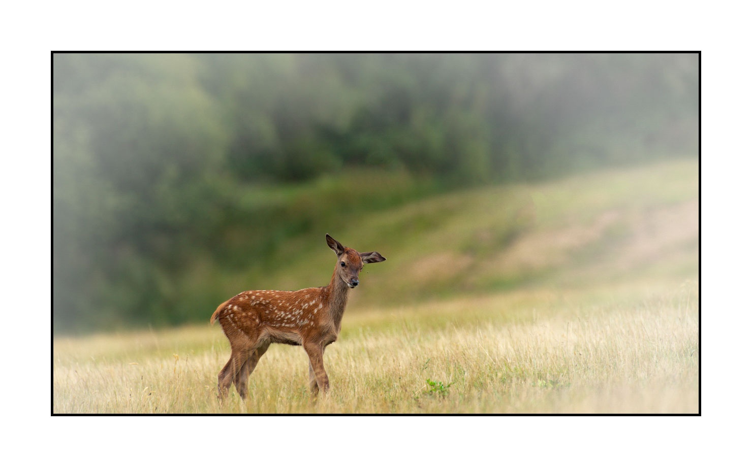 lumieres-et-couleurs/029-regards-de-faons/fr/01-regards-de-faons-en-couleur-01-140701CMAMAM0066C