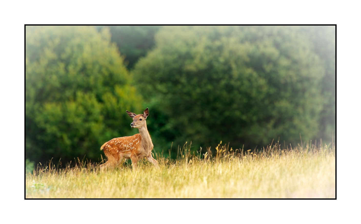 lumieres-et-couleurs/029-regards-de-faons/fr/03-regards-de-faons-en-couleur-03-140701CMAMAM0058C