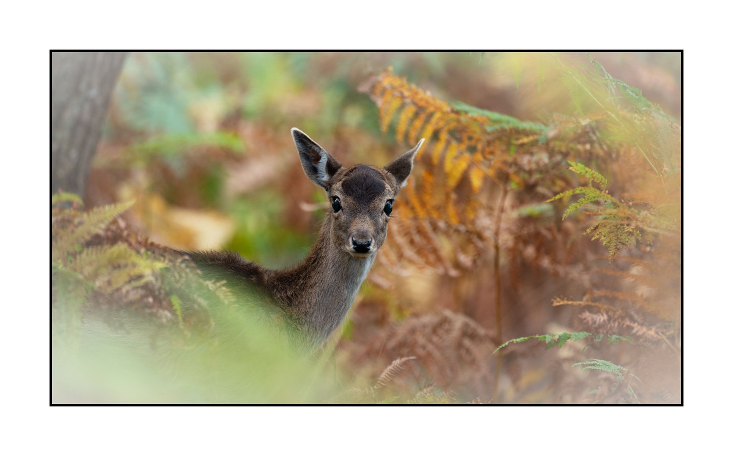 lumieres-et-couleurs/029-regards-de-faons/fr/07-regards-de-faons-en-couleur-07-160923CHMBRA1042C