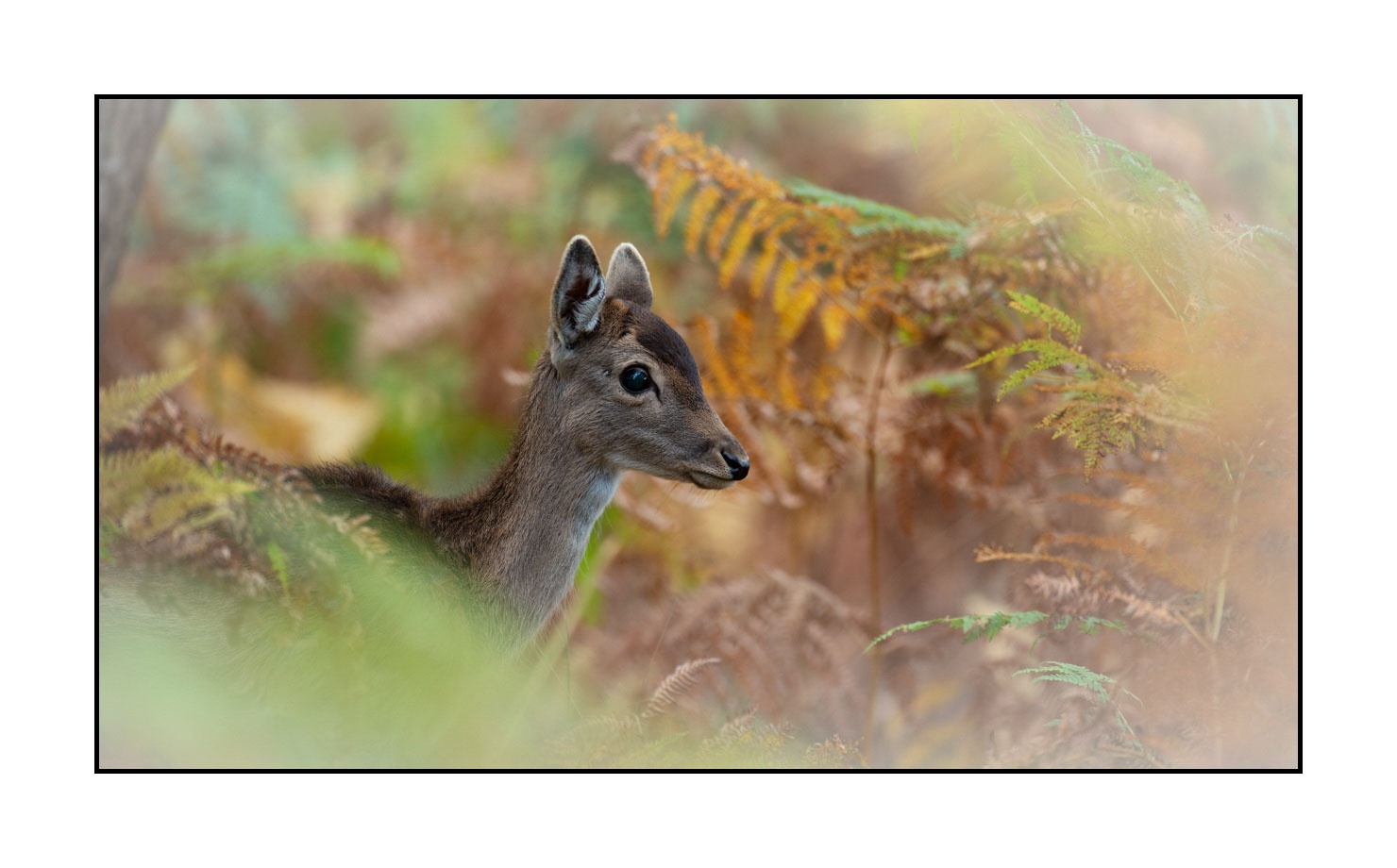 lumieres-et-couleurs/029-regards-de-faons/fr/08-regards-de-faons-en-couleur-08-160923CHMBRA1048C