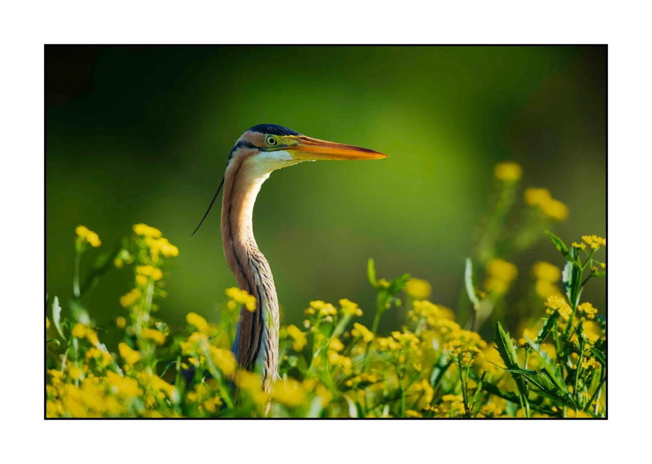 lumieres-et-couleurs/035-oiseaux-de-la-dombes/edition-ouverte/en/01-birds-of-la-dombes-2442-32C