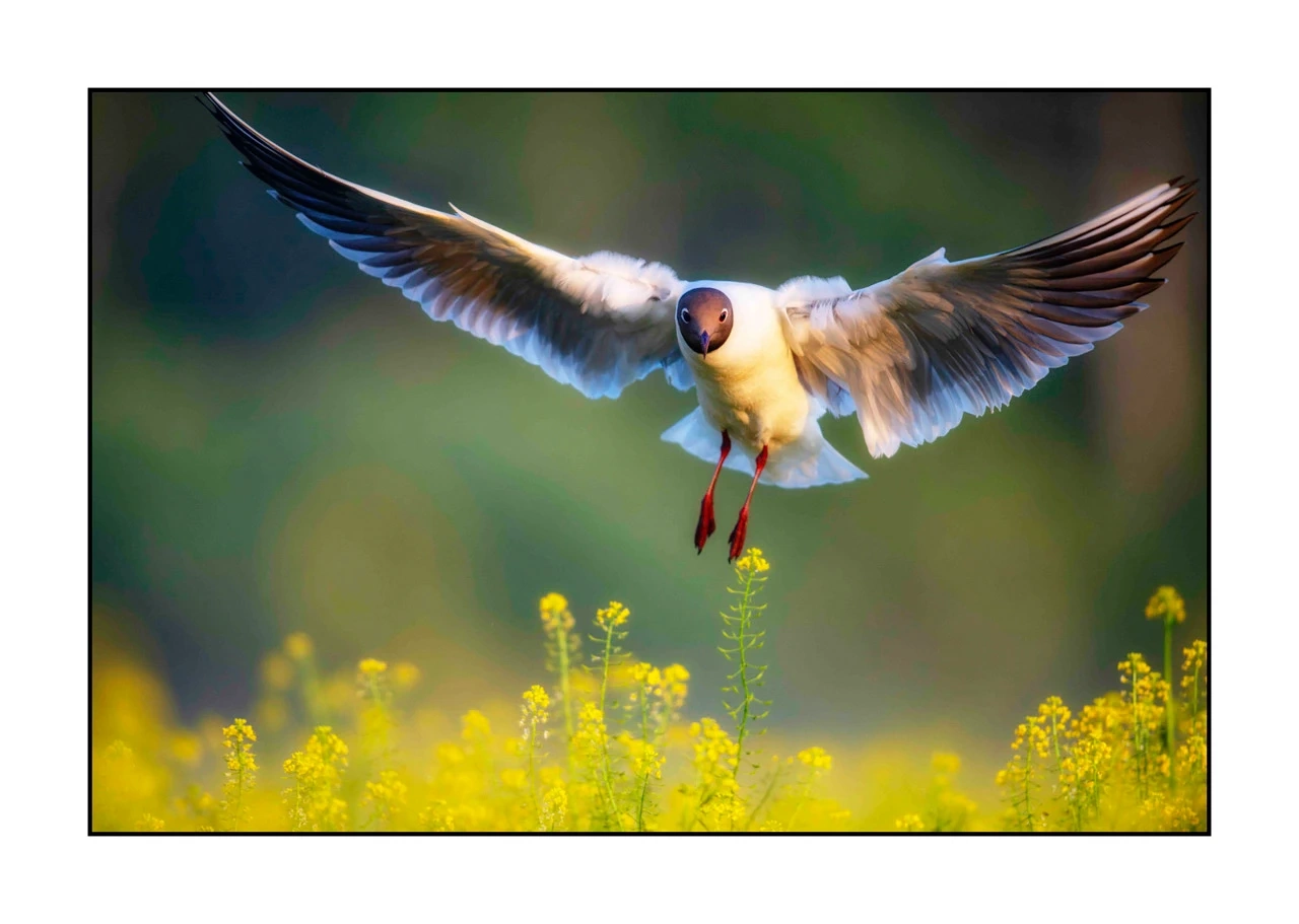 lumieres-et-couleurs/035-oiseaux-de-la-dombes/edition-ouverte/en/03-birds-of-la-dombes-2444-32C