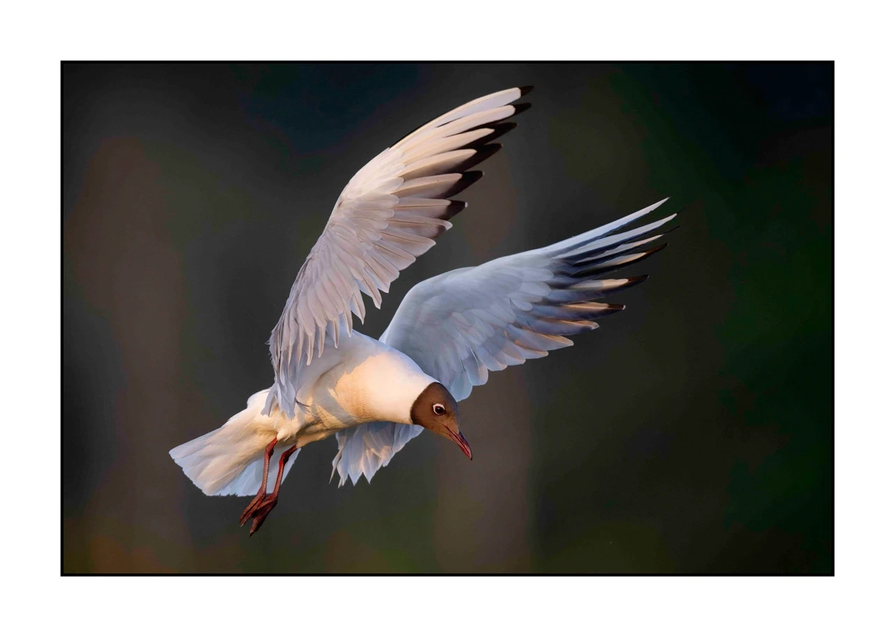 lumieres-et-couleurs/035-oiseaux-de-la-dombes/edition-ouverte/en/04-birds-of-la-dombes-2445-32C