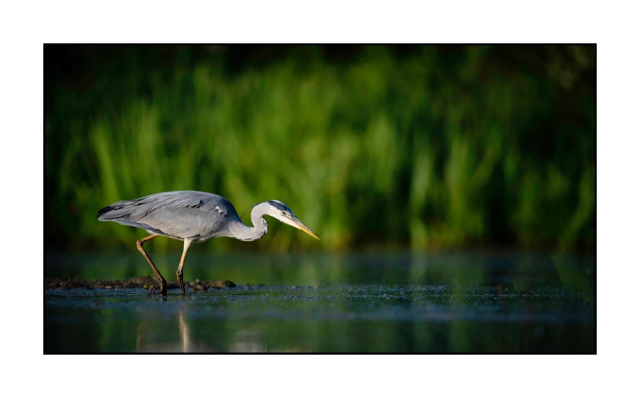lumieres-et-couleurs/035-oiseaux-de-la-dombes/edition-ouverte/en/06-birds-of-la-dombes-2447-169C