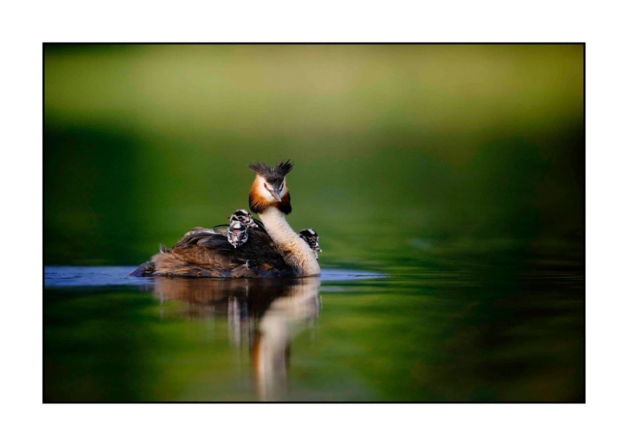 lumieres-et-couleurs/035-oiseaux-de-la-dombes/edition-ouverte/en/08-birds-of-la-dombes-2449-32C