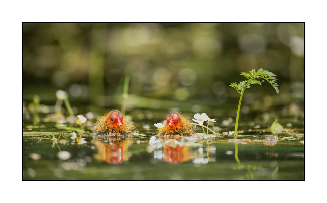 lumieres-et-couleurs/035-oiseaux-de-la-dombes/edition-ouverte/en/21-birds-of-la-dombes-123-169C