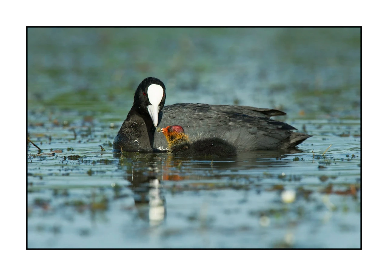lumieres-et-couleurs/035-oiseaux-de-la-dombes/edition-ouverte/en/36-birds-of-la-dombes-126-32C